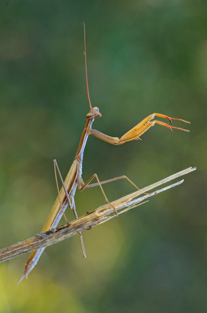 Mantis Religiosa