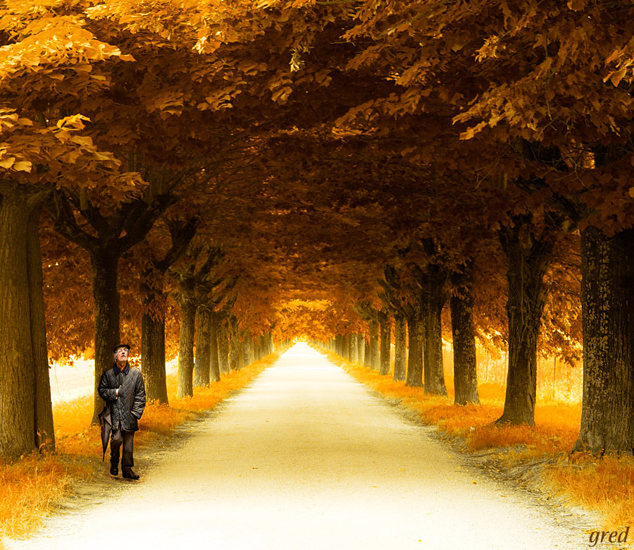 Sotto un tetto di foglie