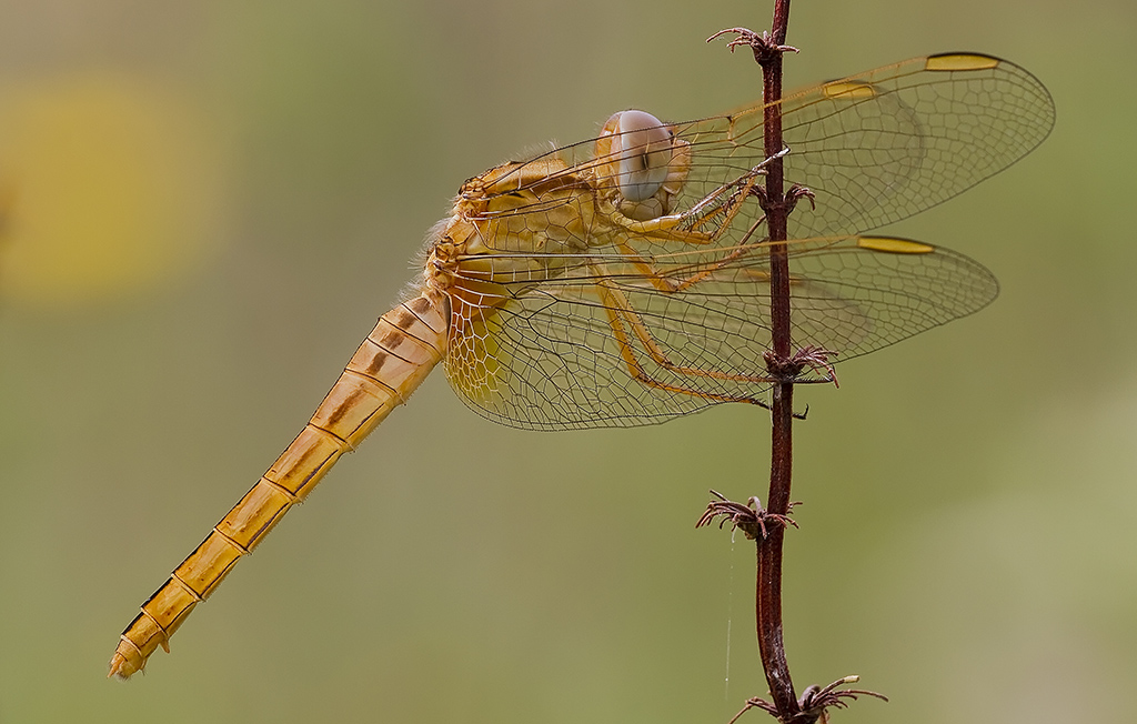 Crocothemis erythraea   Posa Classica