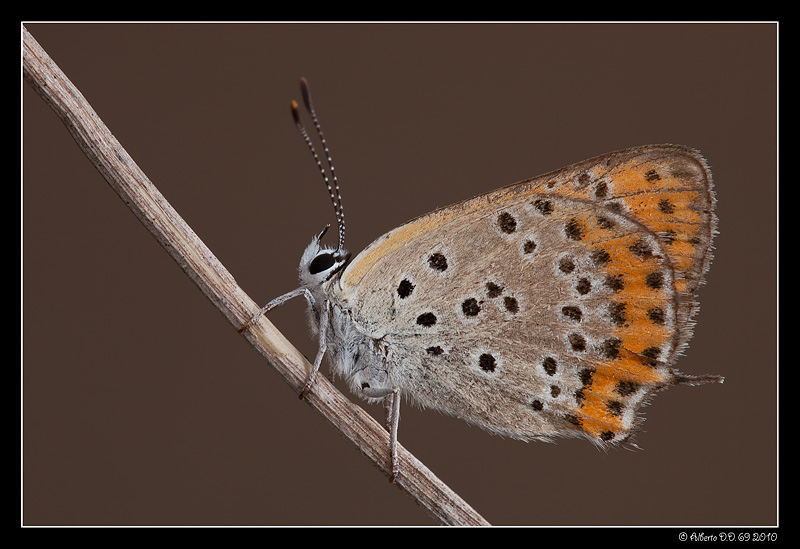 ...Lycaenidae Thersamon...