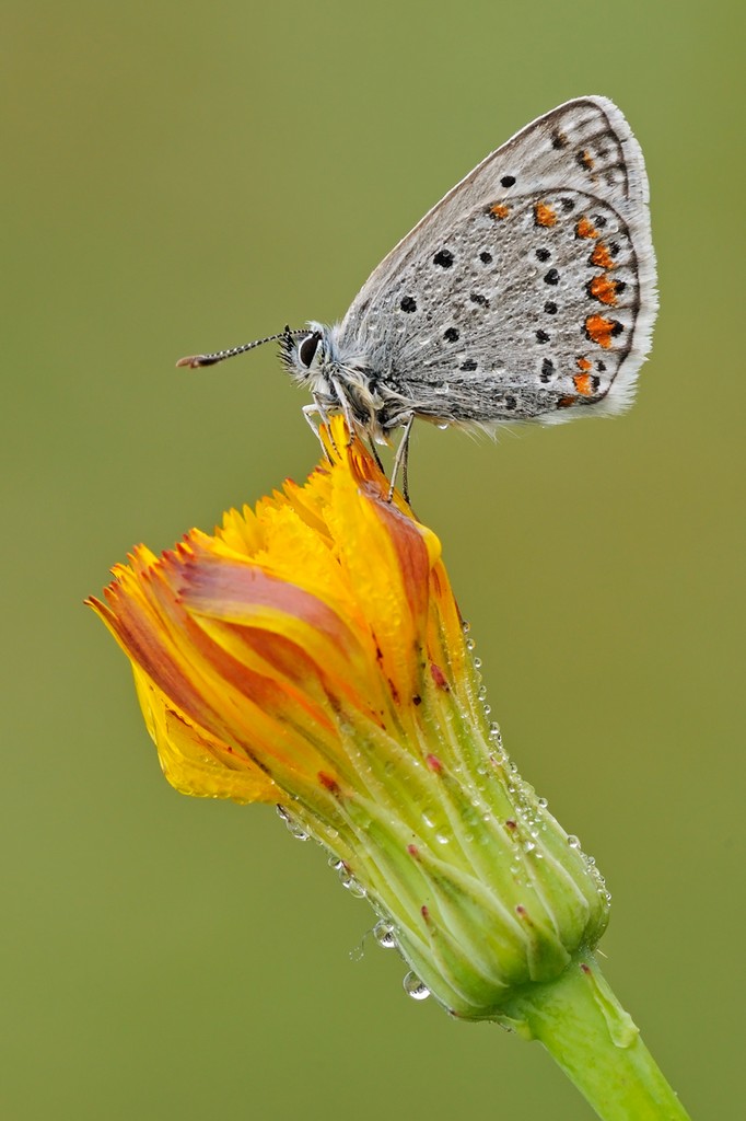 Polyommatus Icarus