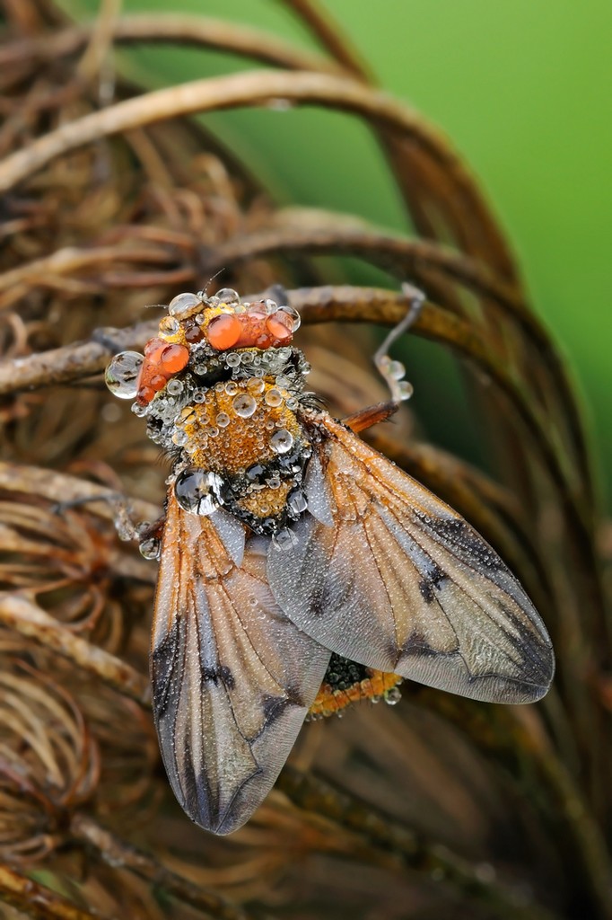 Ectophasia Crassipennis