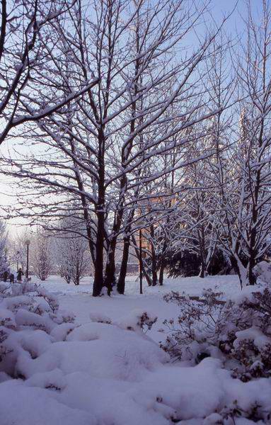 Giardino sotto la neve I