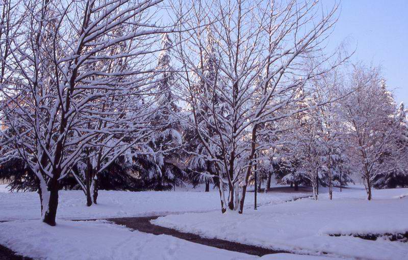 Giardino sotto la neve II