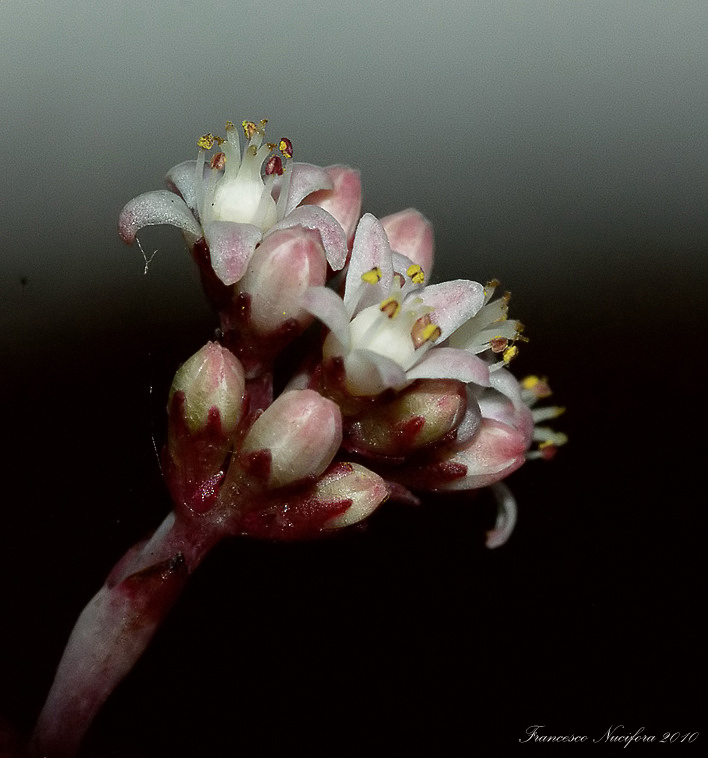 Fiorellino di pianta grassa