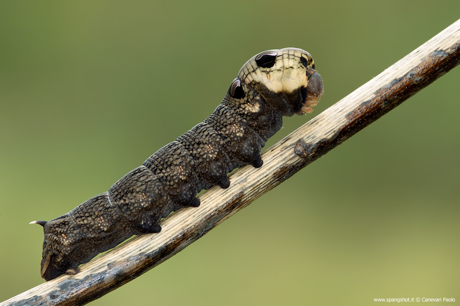 Deilephila porcellus
