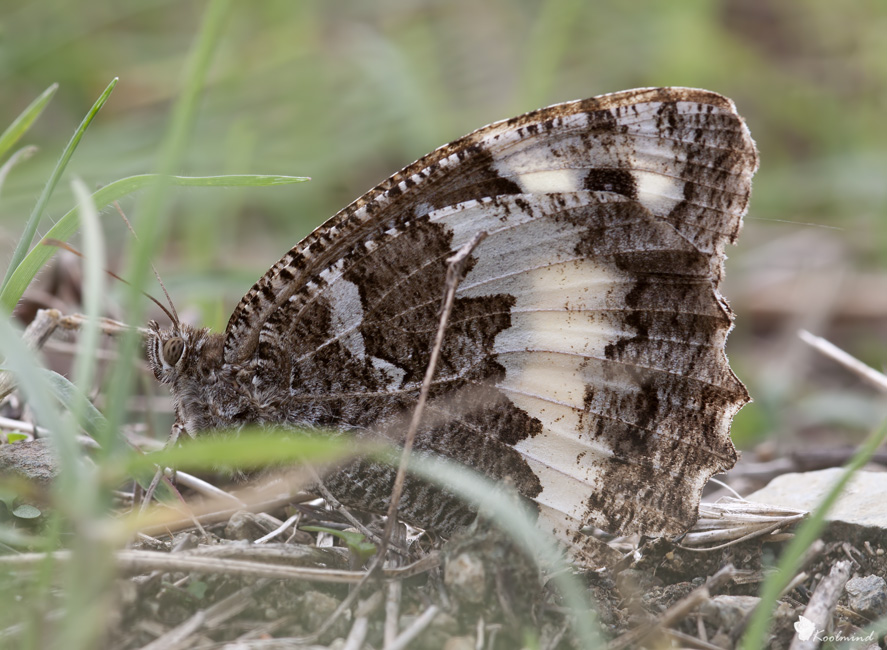 Brintesia Circe e tanta sofferenza