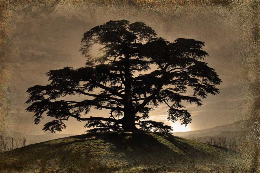 ::: L'icona delle Langhe :::