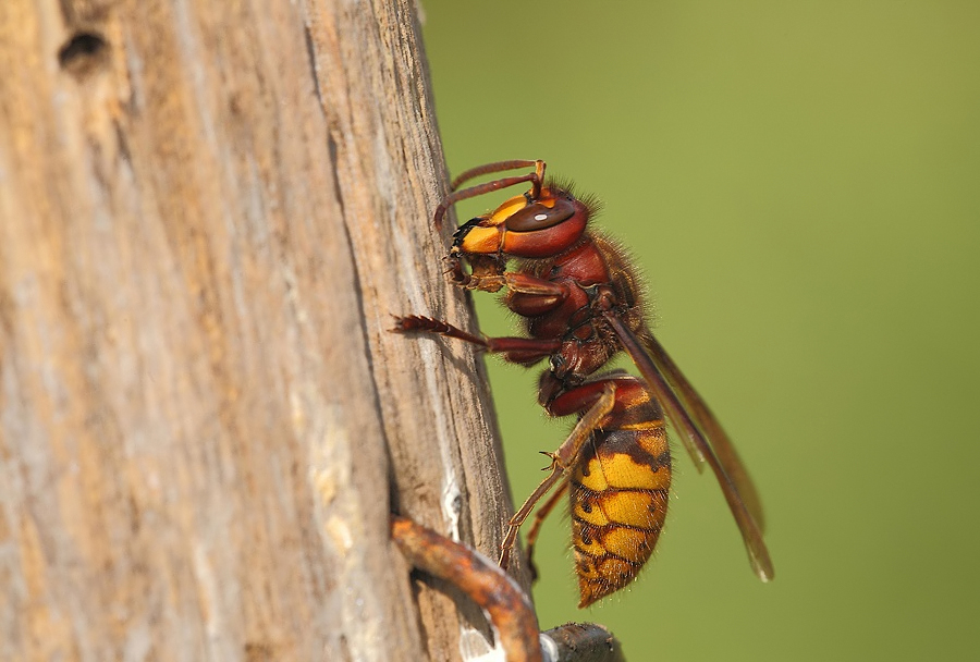 ...Grosso E Nervoso...