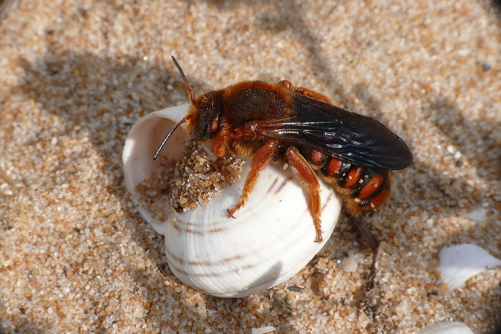Credo sia una specie di calabrone (Marino)
