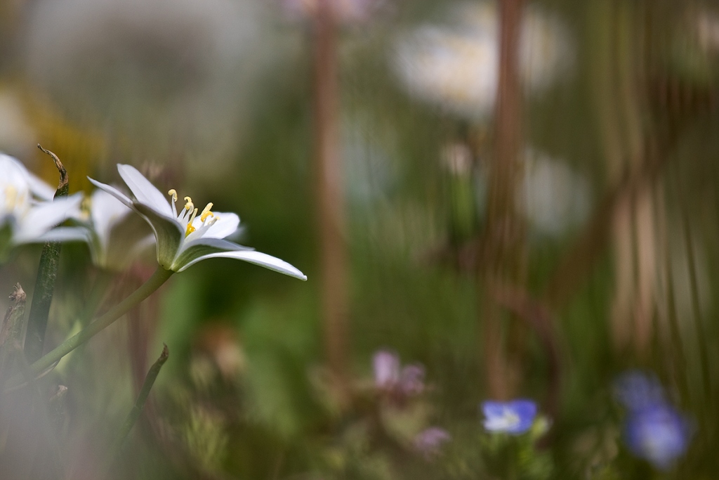 .. a bit of garlic ?