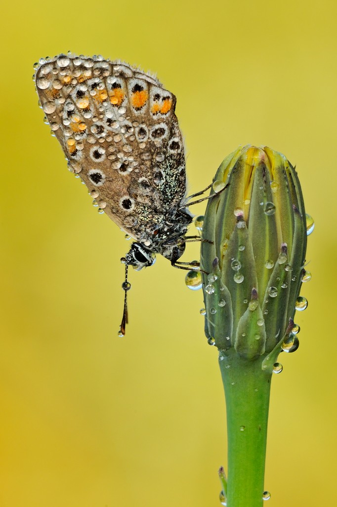 Polyommatus Icarus