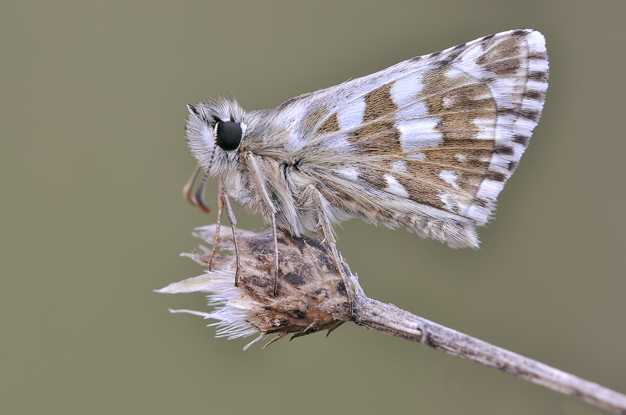 pyrgus armoricanus .