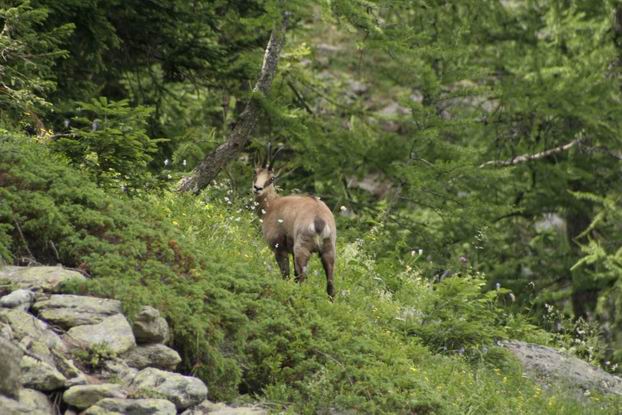 .....mi avete chiamato?.....