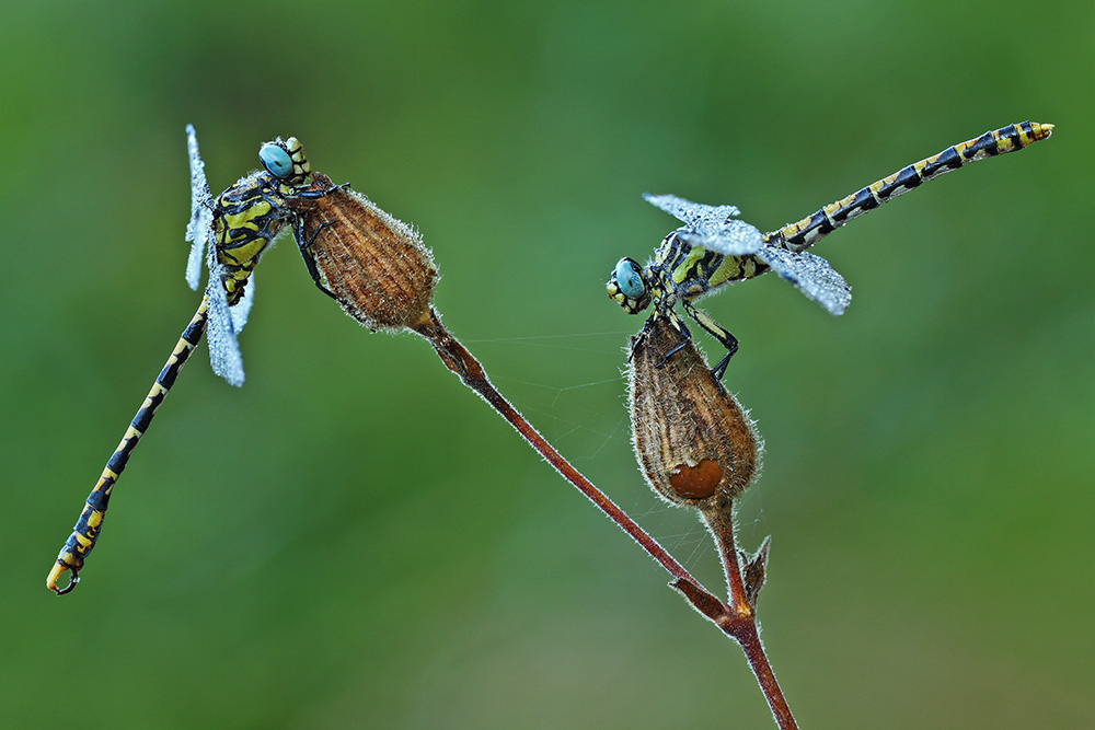 Coppia Onychogomphus sp.