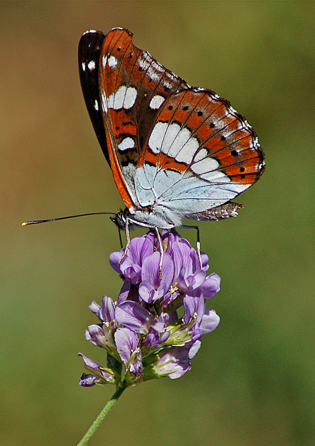 Limenitis reducta