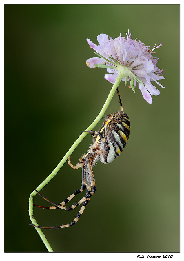 Argiope floreale
