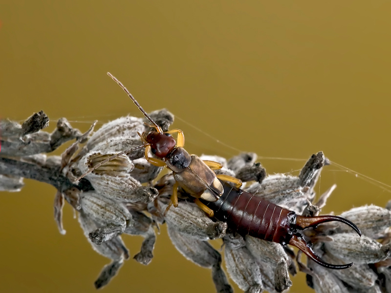 forficula auricularia