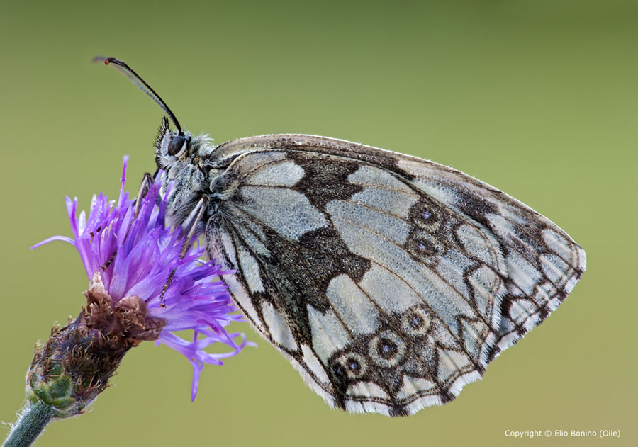Melanargia galathea