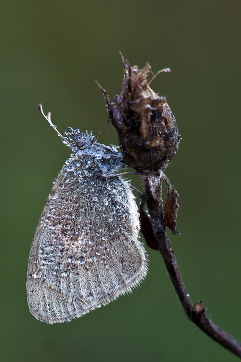Coenonympha pamphylius