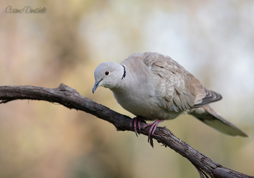 Tortora dal collare orientale
