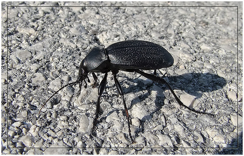 Scarabeo...portafortuna?