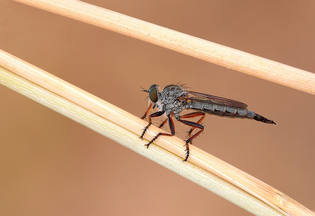 ...Tripla Protezione...!!!