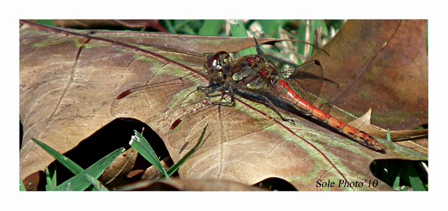 Libellula