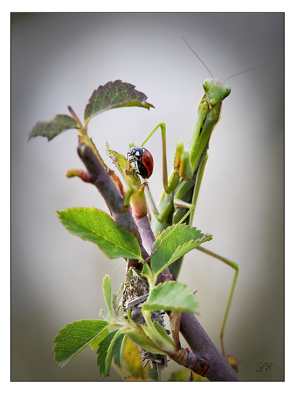 Mantis and ladybug