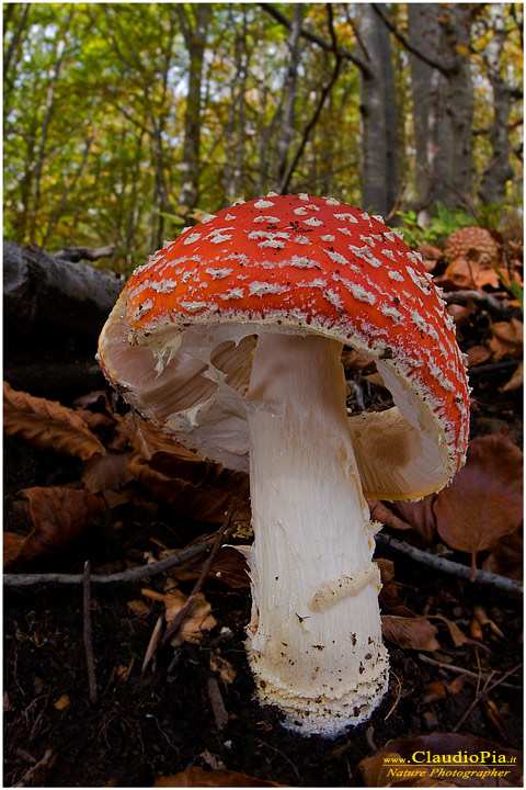 Amanita muscaria