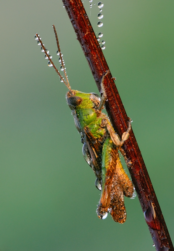 goccie di rugiada...