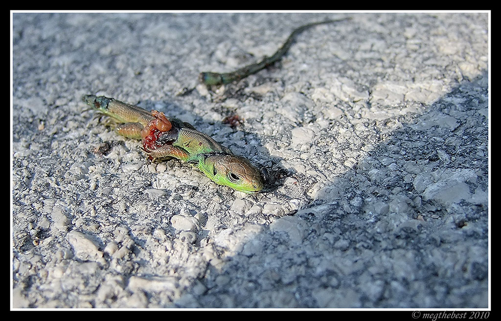 Vittima della strada