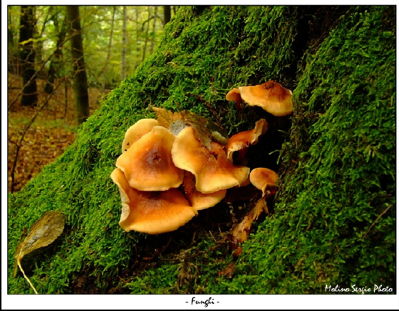 Funghi