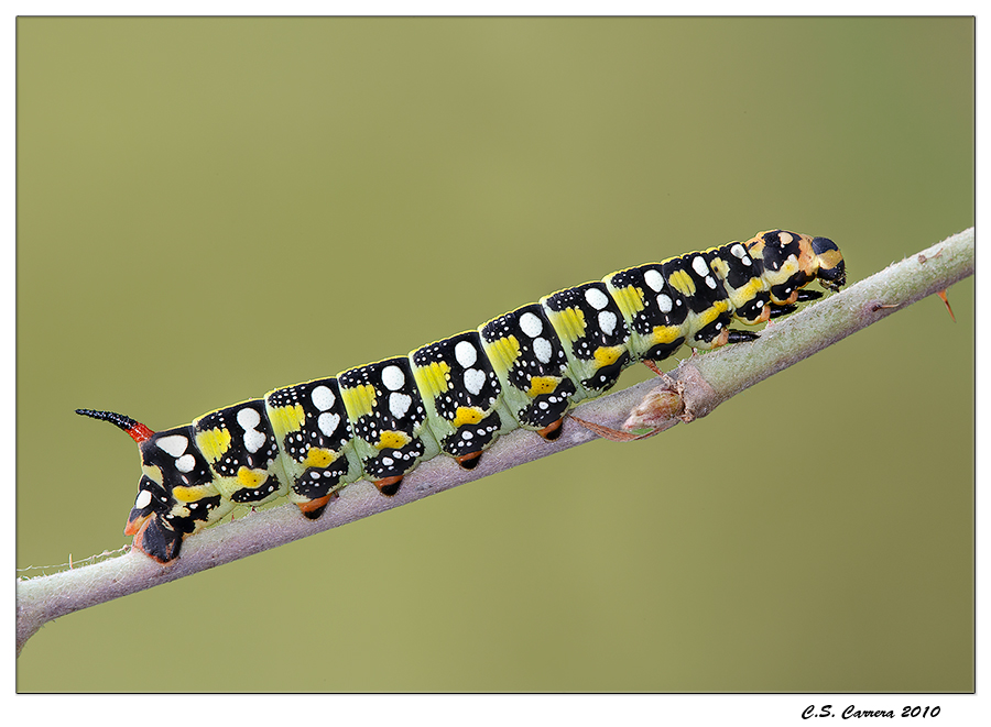 Sfinge dell'Euforbia