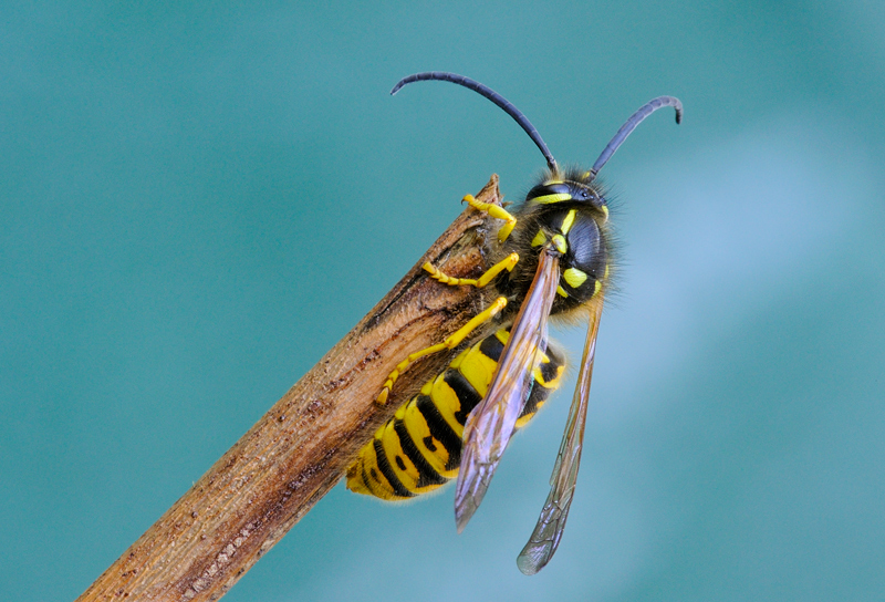 vespula germanica
