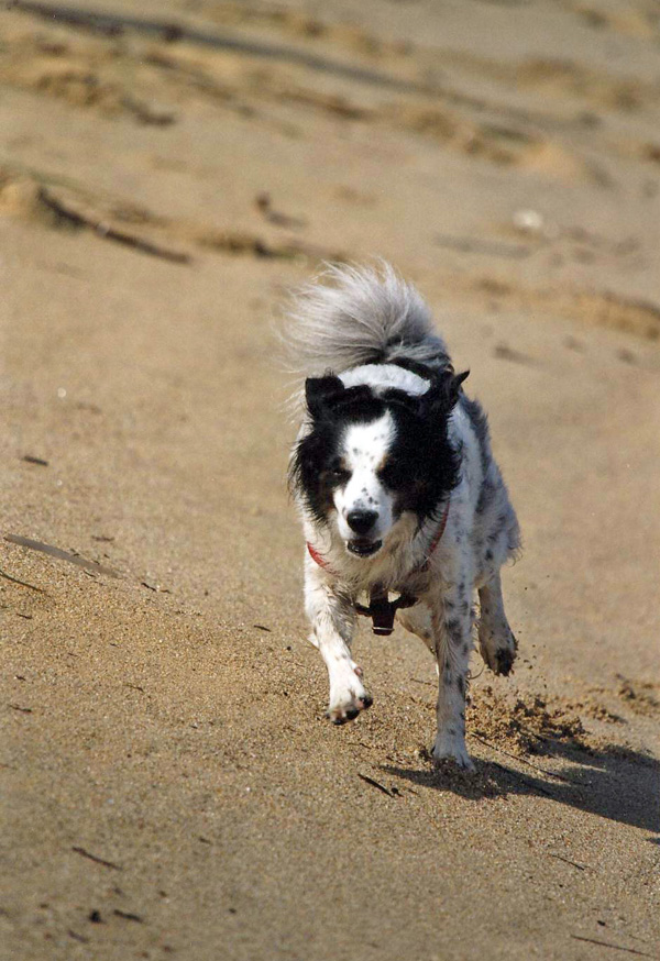 (2)Dingo sulla spiaggia di Algajola (Corsica)