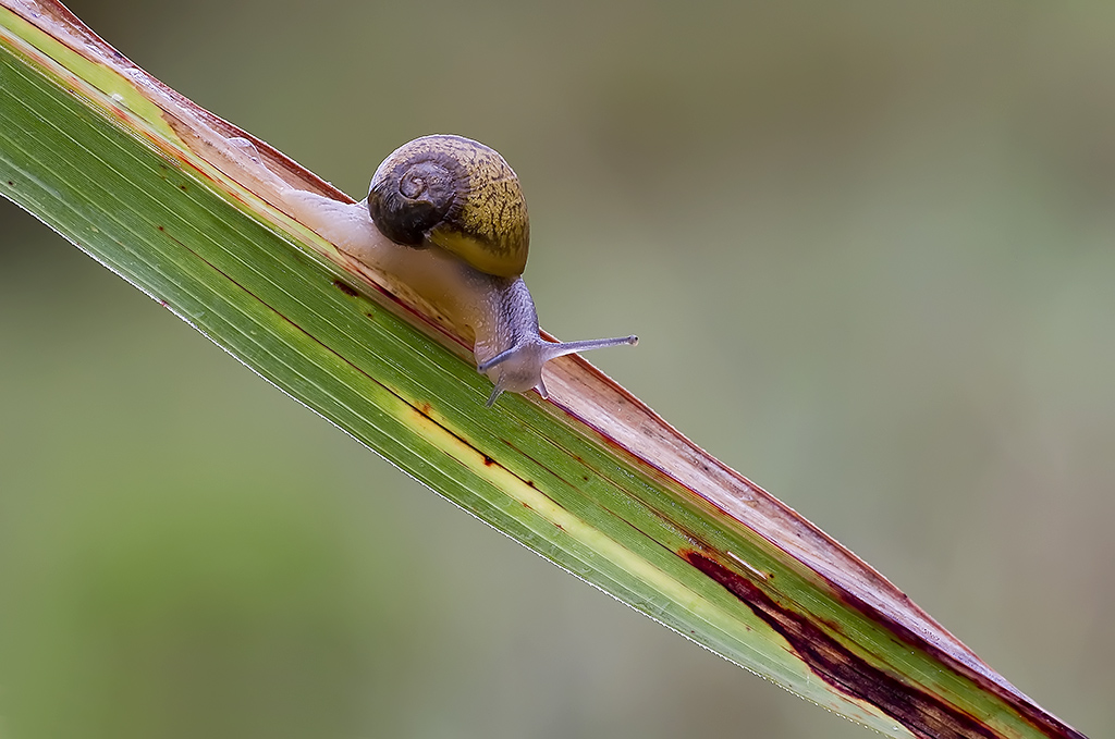 La lumaca da "corsa"