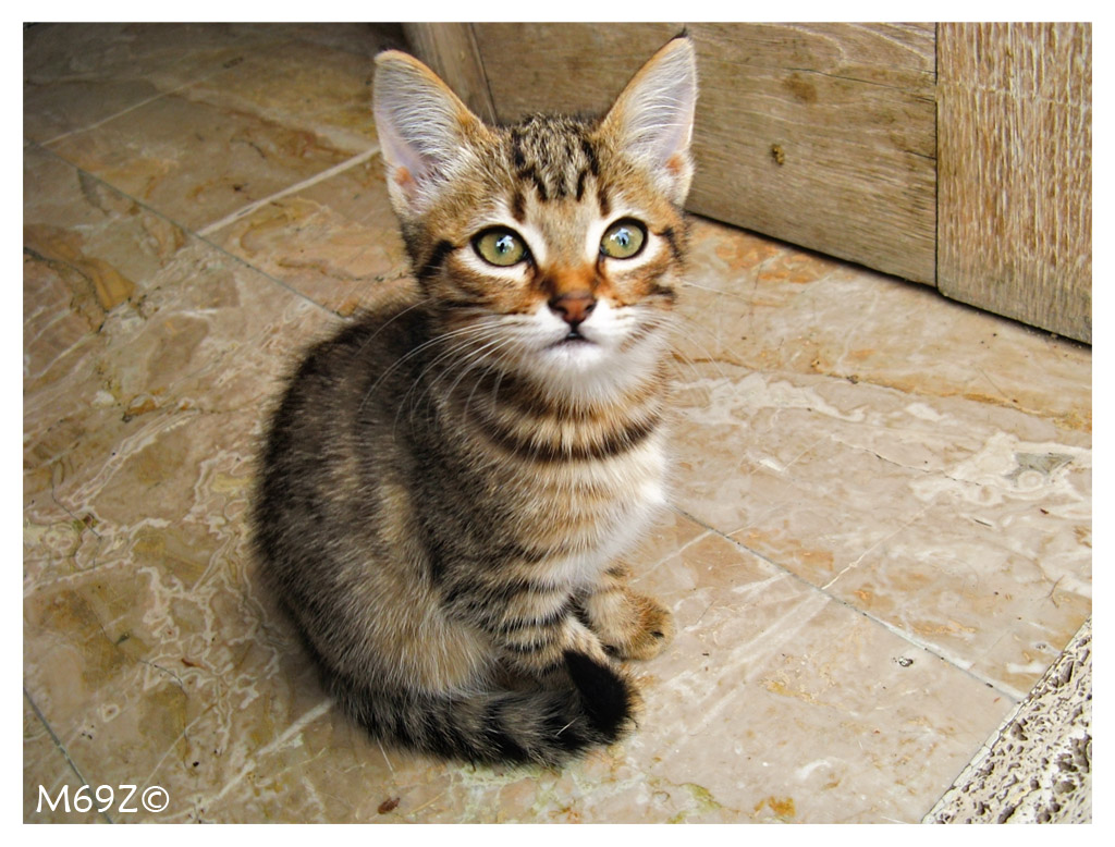 ecco bravo... fermo cos�!