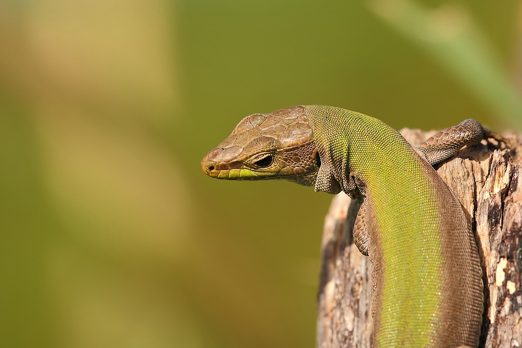 ...Un Saluto Prima Del Letargo...!!!
