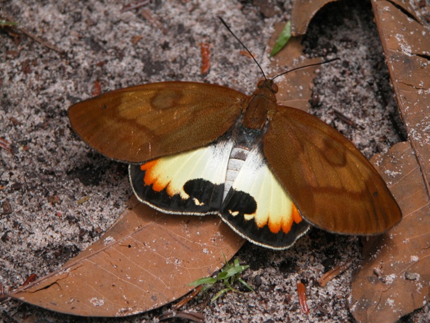 Chi sa come si chiama ?