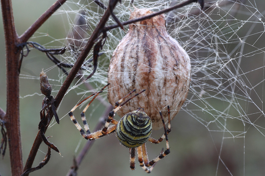 Argiope con casa (documento)