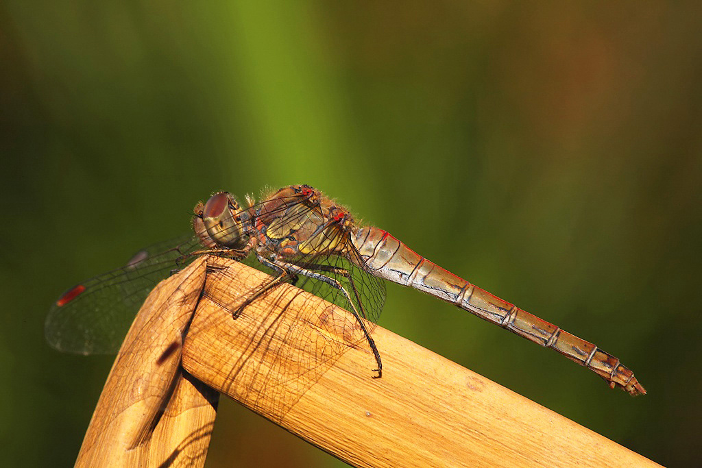 ...Libellula In Posa...!!