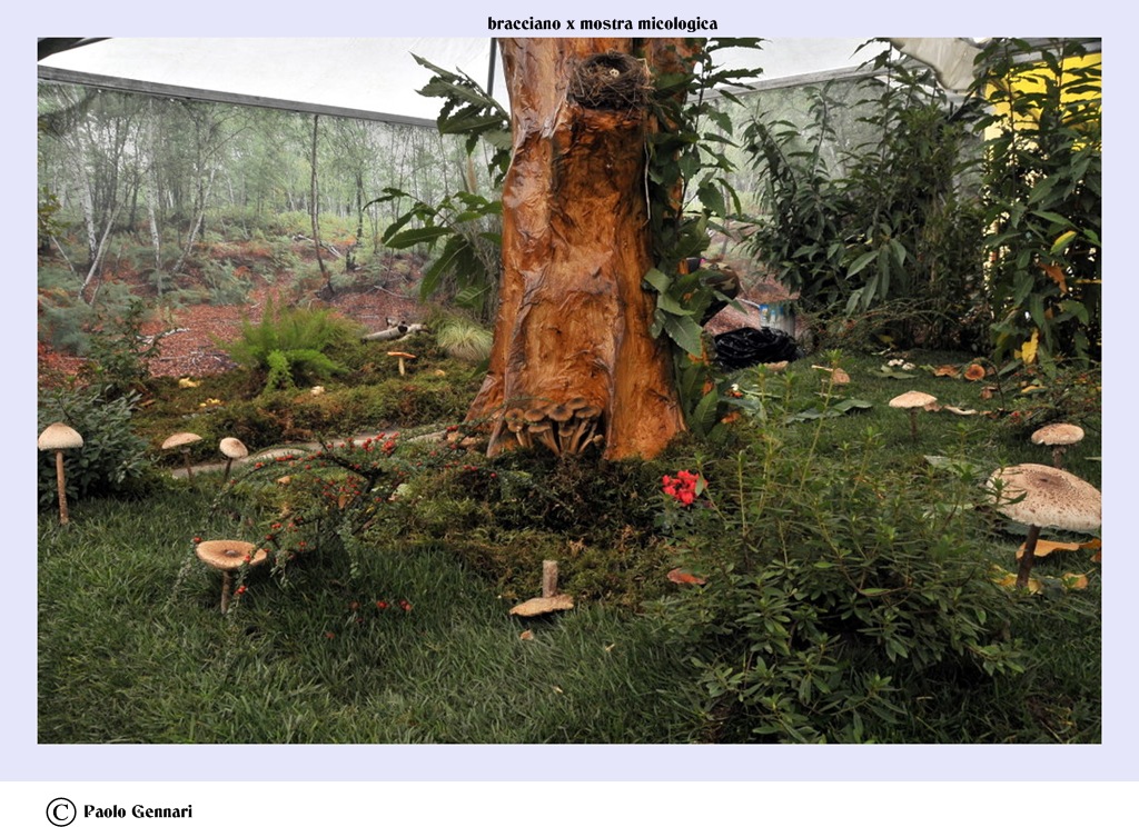 bracciano 16/17 ottobre x mostra micologica