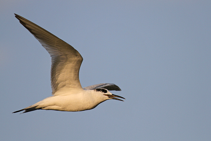 BECCAPESCI AL TRAMONTO........