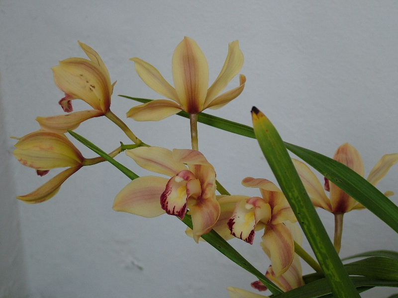 Orchidea