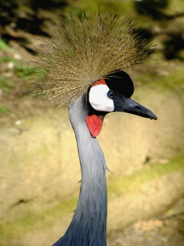 ...I don't remember... ;)