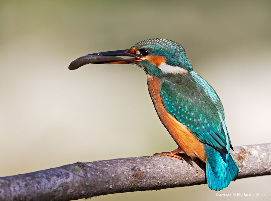 Martin pescatore comune (Alcedo atthis) - femmina