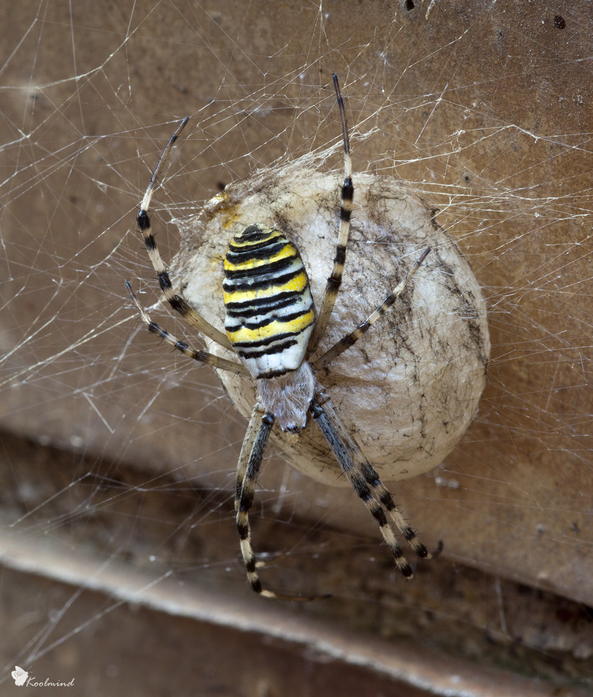 Argiope possessivo