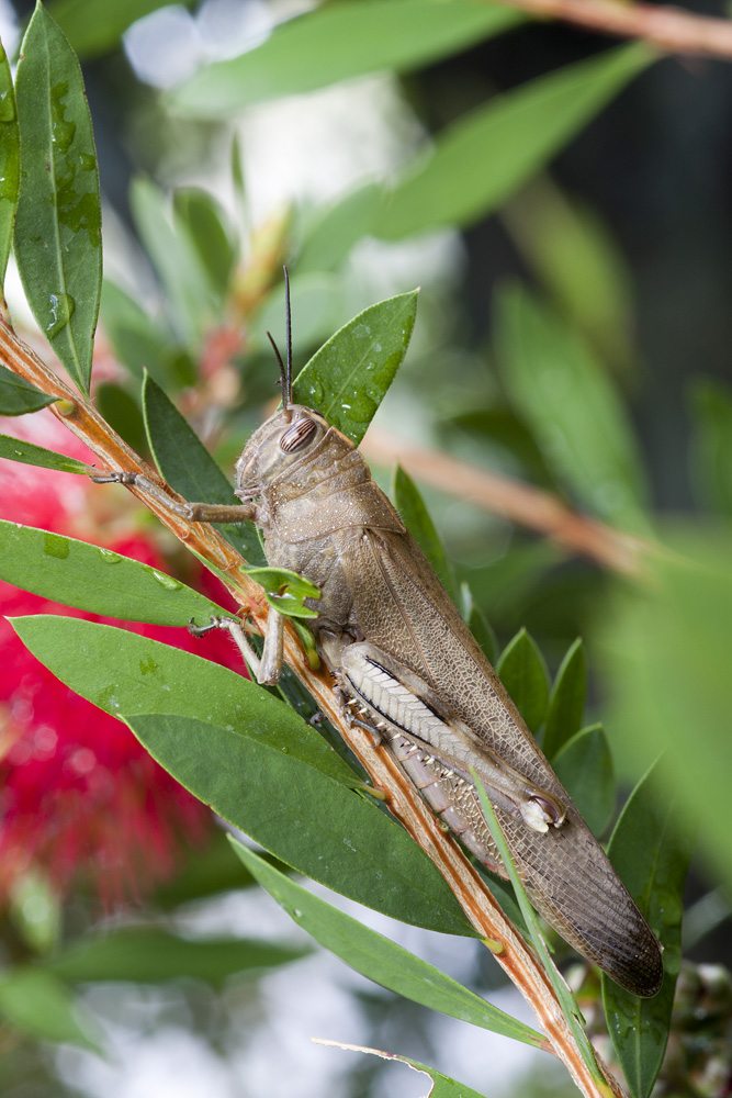 Cavalcando il calistemo