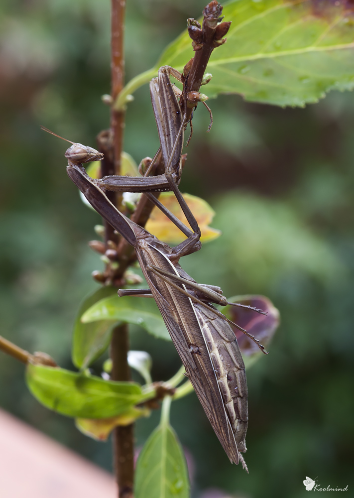 Mantide (prove tecniche di Plamp)